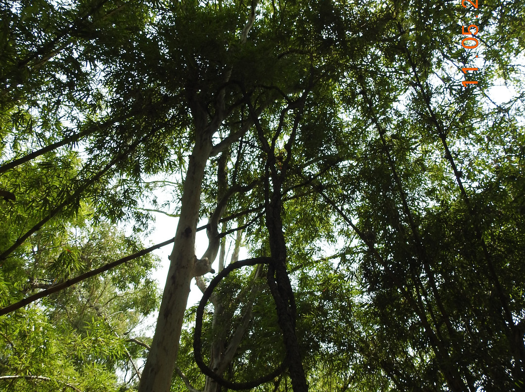 Ranganathittu Bird Sanctuary景点图片