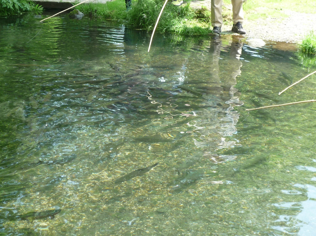Kojohama Saito Fishing Pond-白老町必去景点