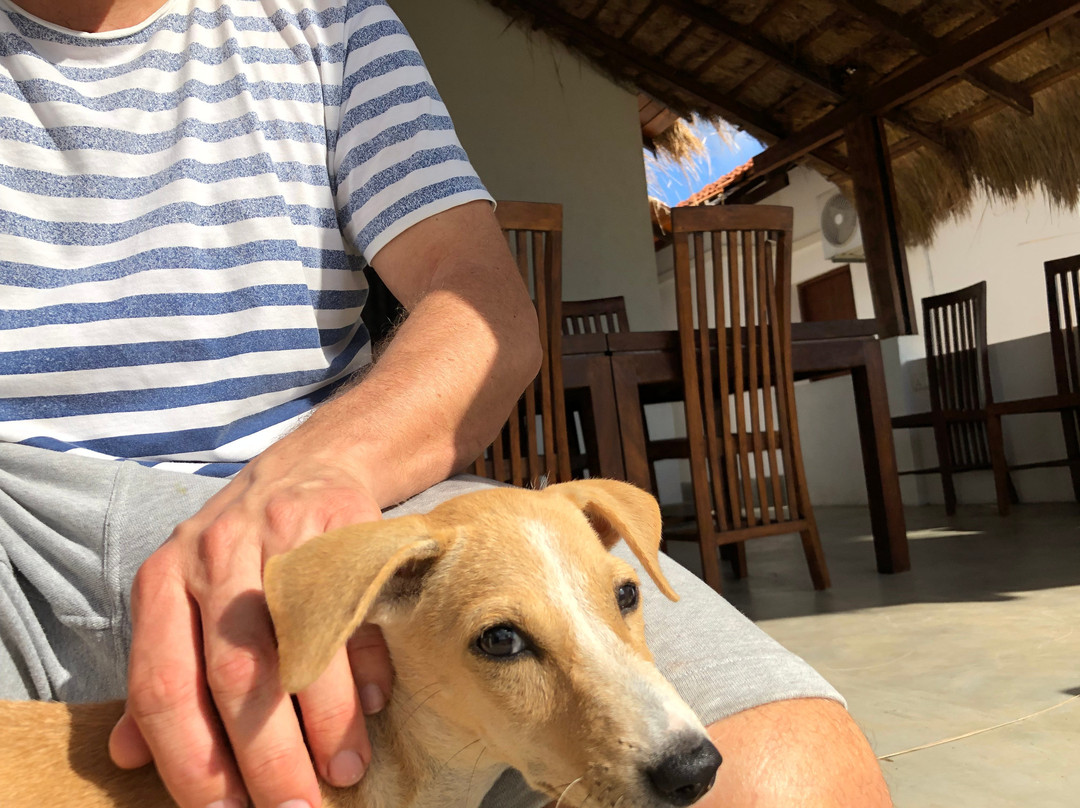 Bedrock  Beach Bungalows Kalpitiya主图