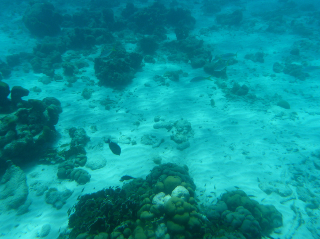 Curacao Underwater Marine Park景点图片