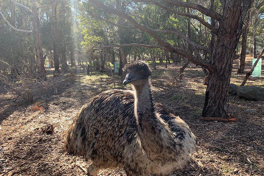 Explore Australia Tours-墨尔本必去景点