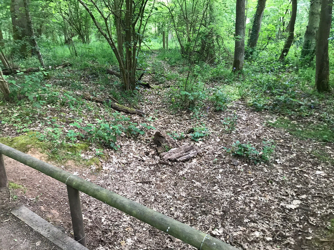 Crackley Wood Nature Reserve景点图片
