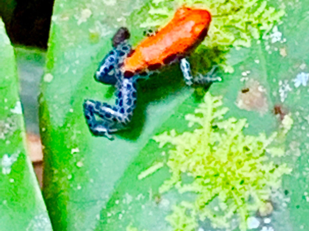 Allpahuayo-Mishana National Reserve-伊基托斯必去景点