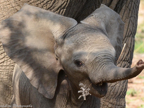 DreadLion Safaris-雾观必去景点