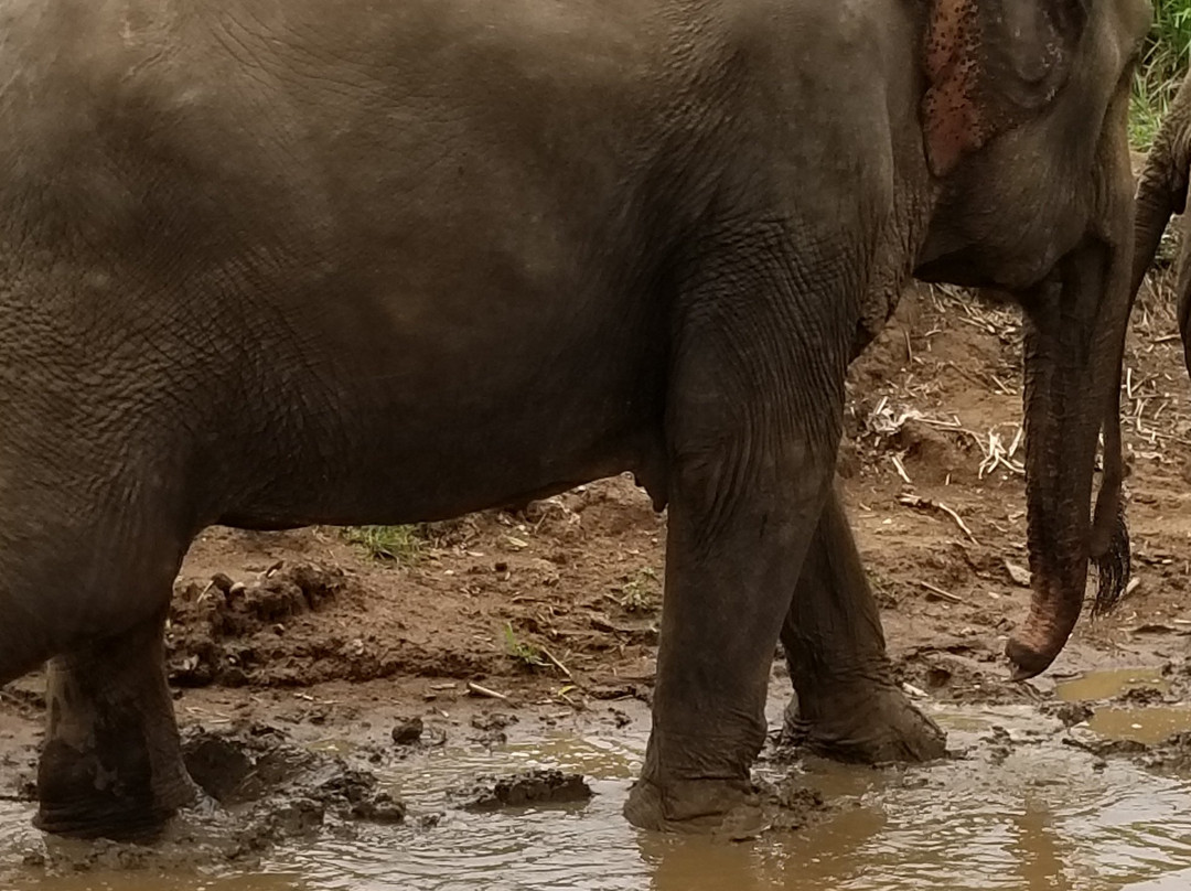 Winga Baw Elephant Camp-勃固必去景点