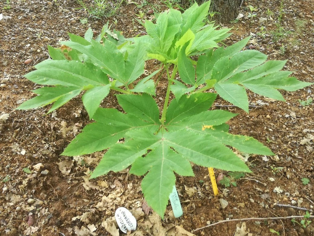 Orto Botanico Arcadia-Grisolia必去景点