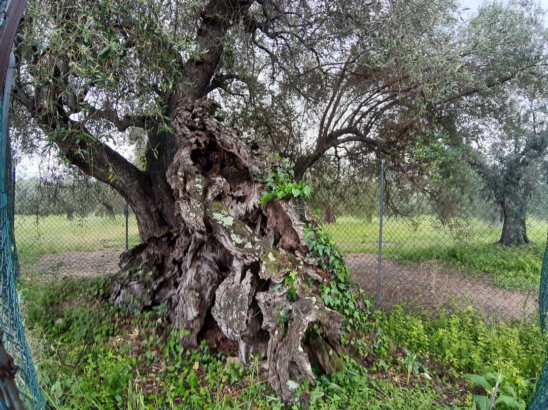 Olivo della Strega di Magliano in Toscana景点图片