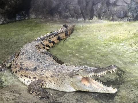 Gecko Shuttle And Tours Costa Rica-Playas del Coco必去景点