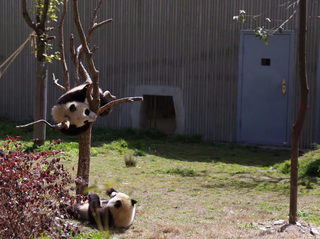 Chengdu One Day Tours-成都必去景点