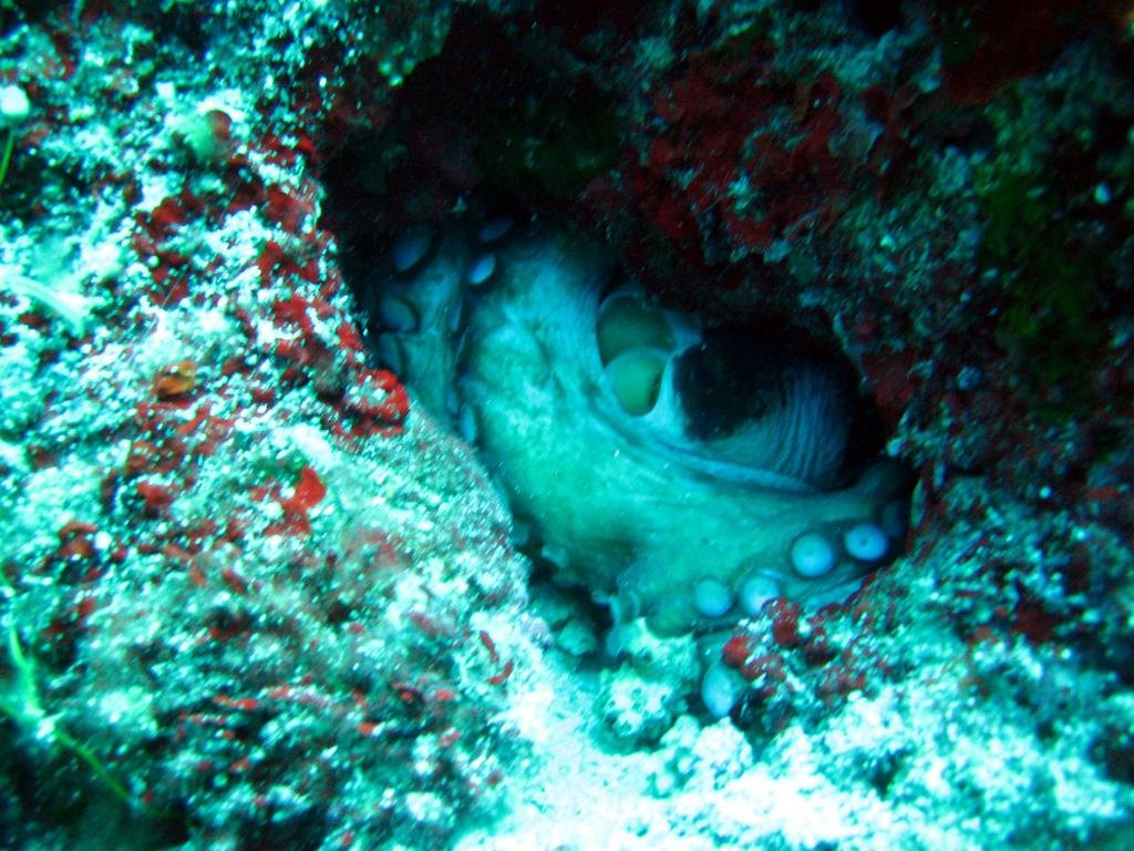 Poros Diving Center-Poros必去景点