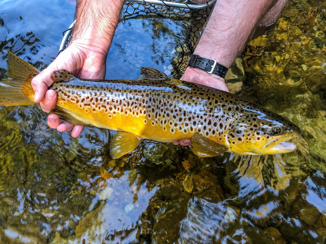 Freestone River Anglers景点图片