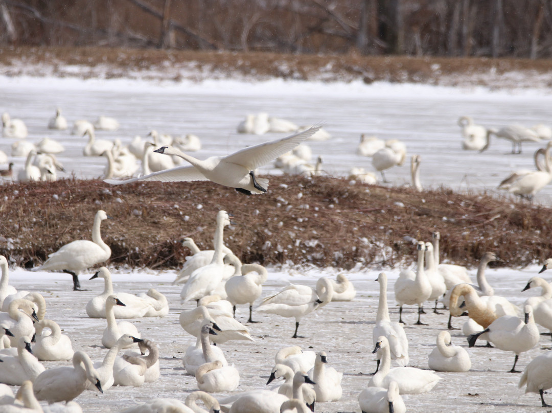 Aylmer Wildlife Management Area-Aylmer必去景点
