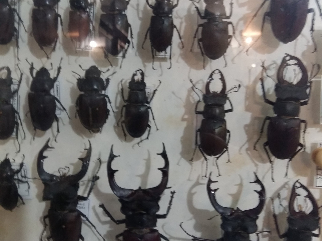 Entomological Museum of Volos景点图片