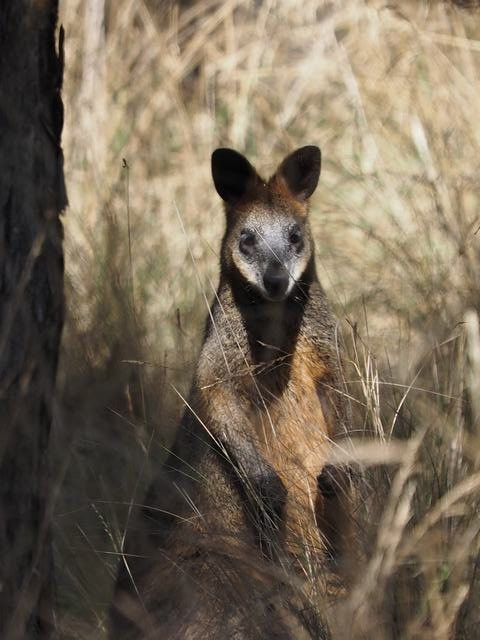 Scenic Estate Conservation Reserve-菲利普岛必去景点
