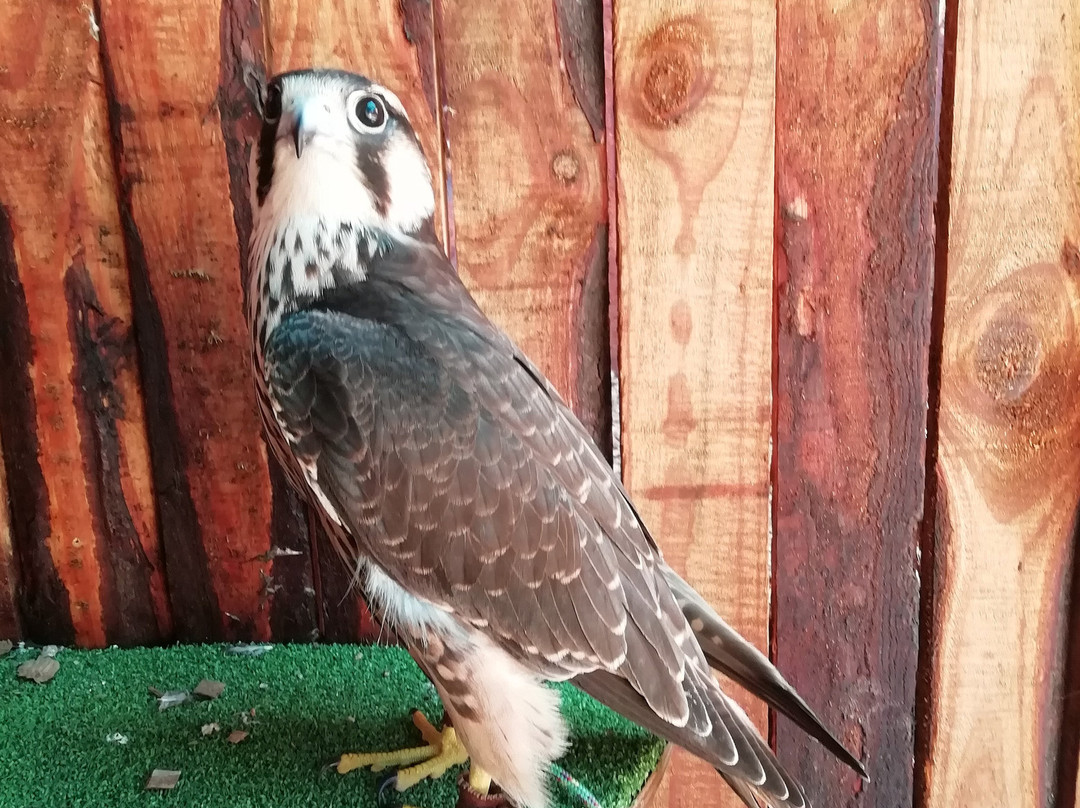 Garden Route Bird of Prey Rehab Centre