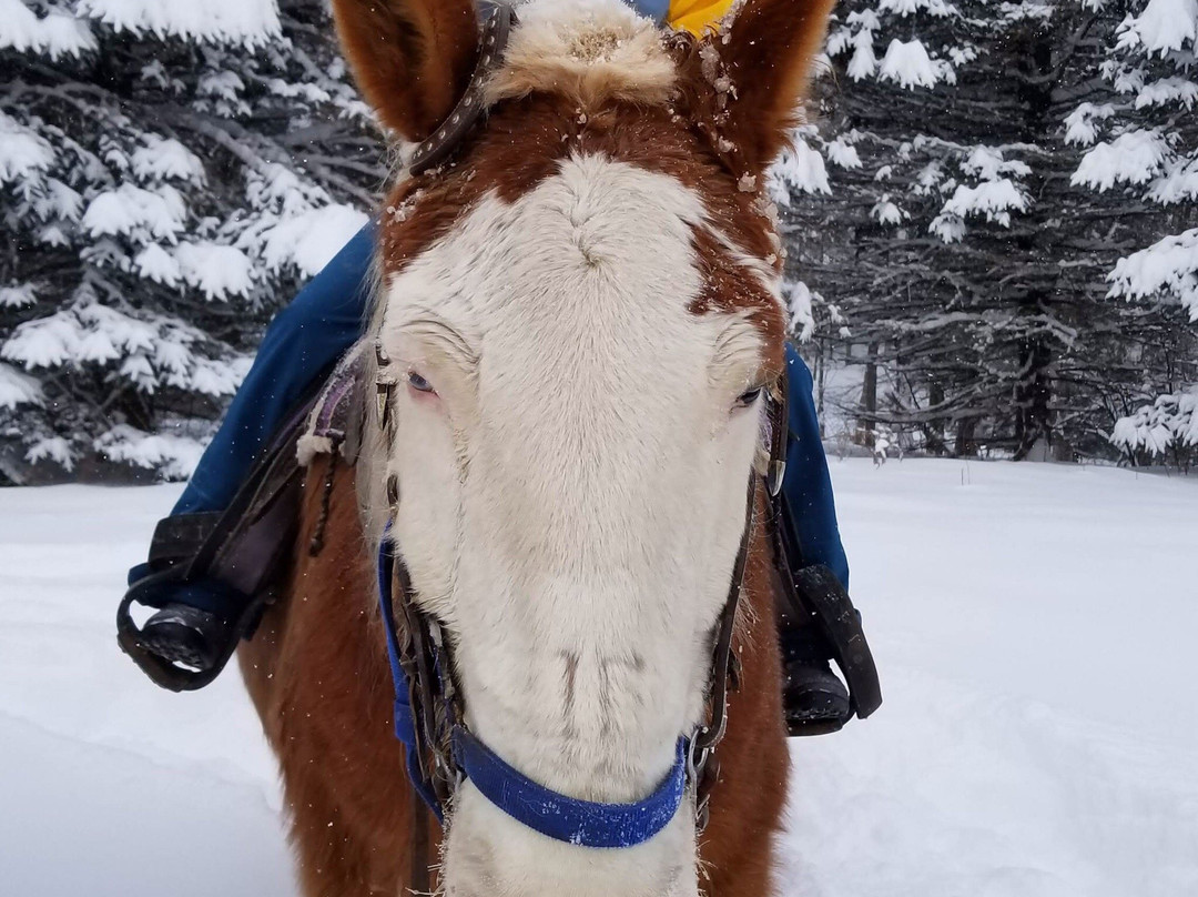 Lajoie Stables-Jeffersonville必去景点