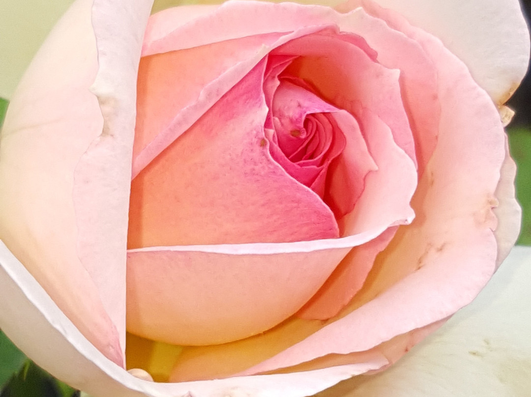 The Old Nunnery B&B Moss Vale主图