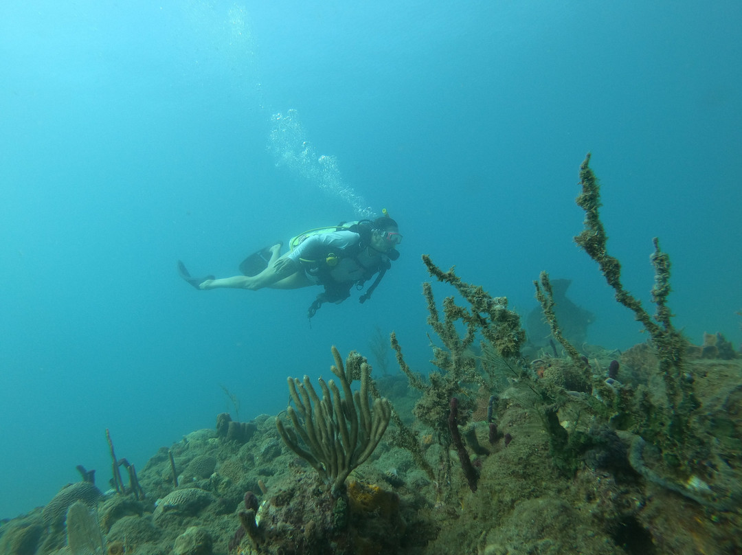 Rincon Diving & Snorkeling景点图片