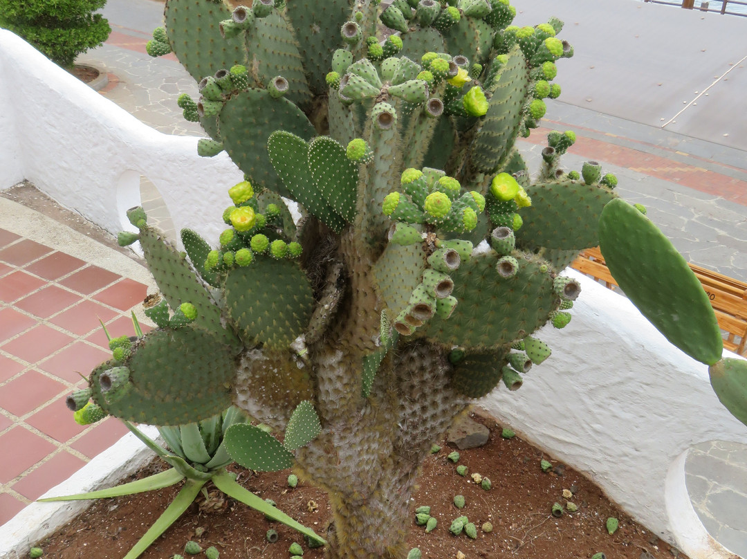 Casa Opuntia Galapagos主图