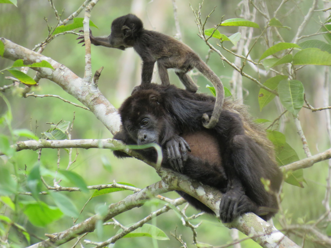 Reserva Bosque Seco Lalo Loor景点图片