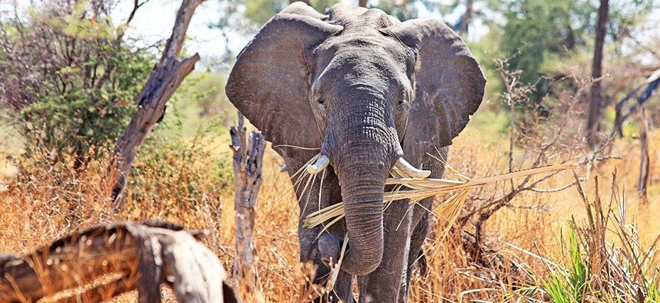 Nyuchi Safaris-哈拉雷必去景点