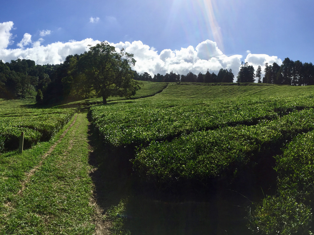 Azores Connections景点图片