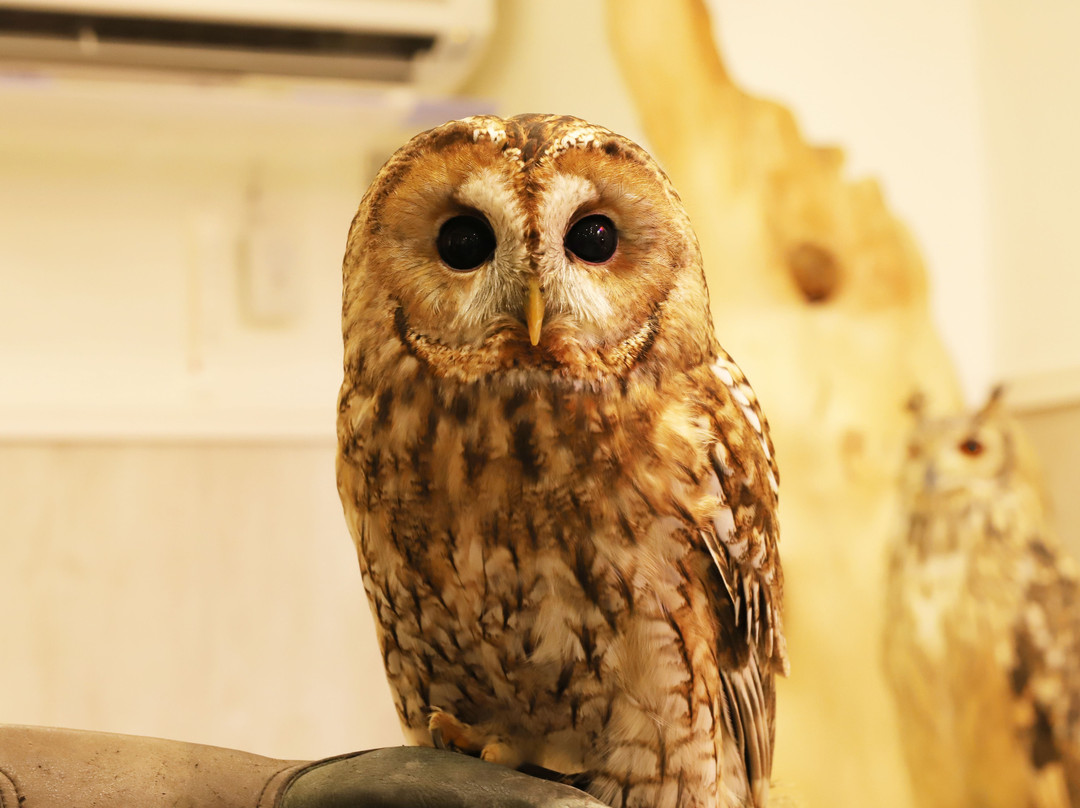 Sunset Owl Cafe-Sennichimae必去景点