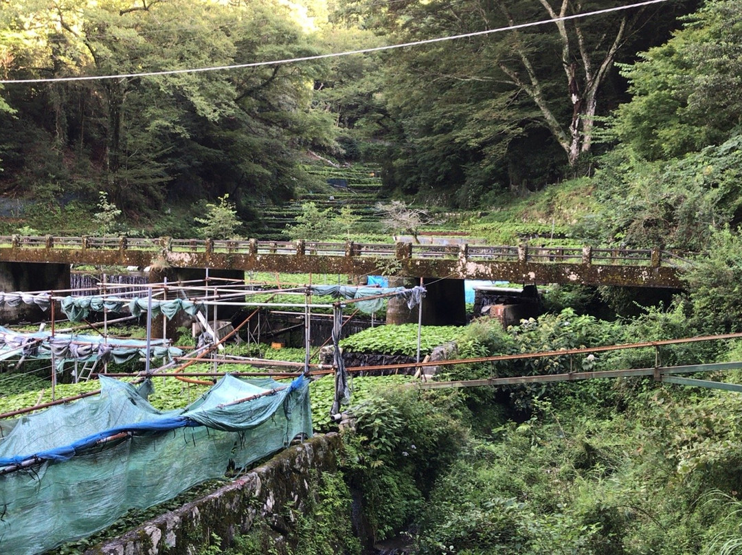 Wasabi Fields of Ikadaba-伊豆市必去景点