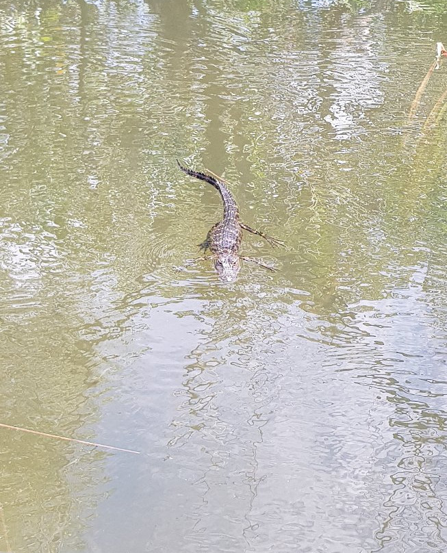 Everglades River of Grass Adventures-奥乔皮必去景点