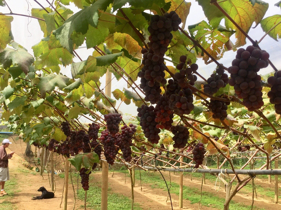 Sitio Mata Verde-Santa Maria De Jetiba必去景点