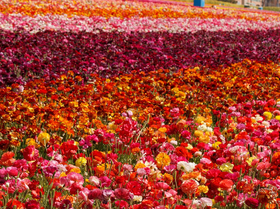 The Flower Fields at Carlsbad Ranch景点图片