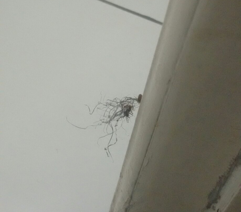 Royal Plazza Hotel主图