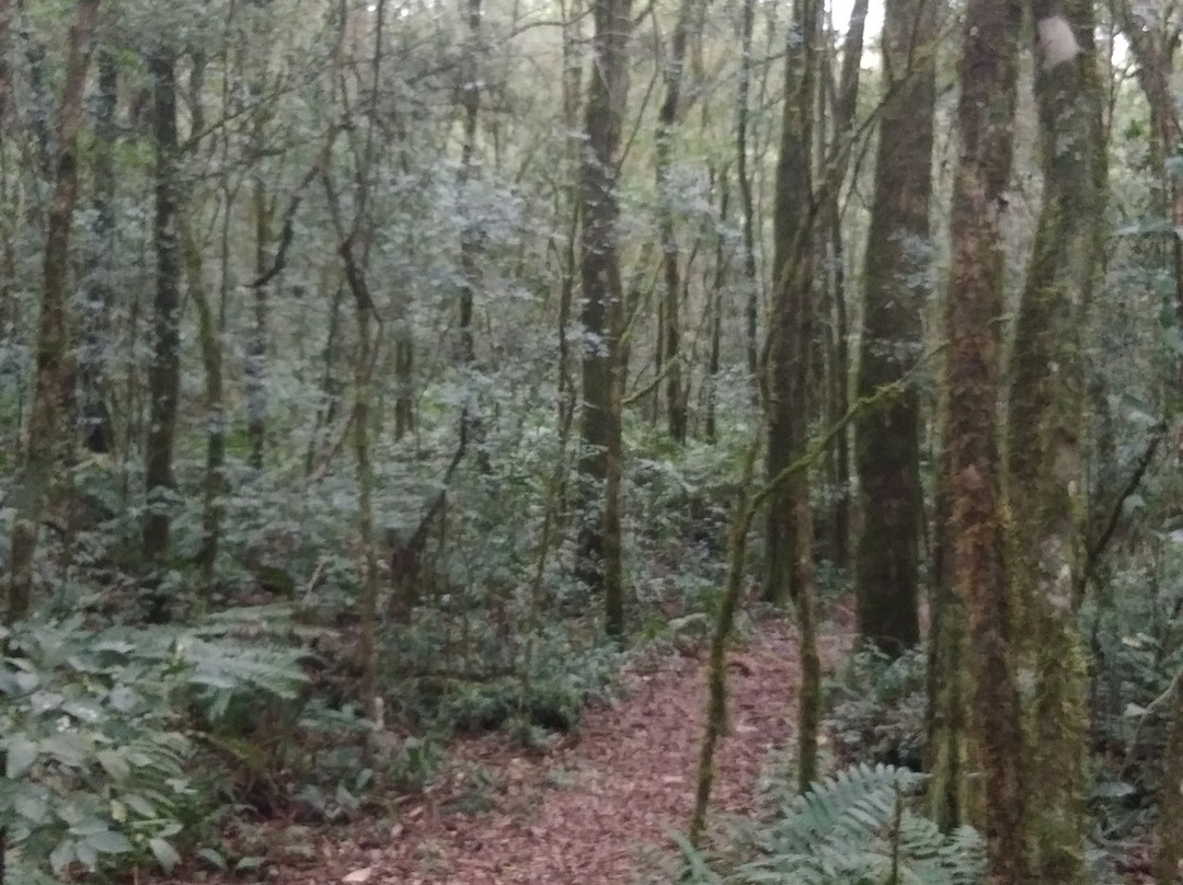 Parque Provincial Urugua-i景点图片