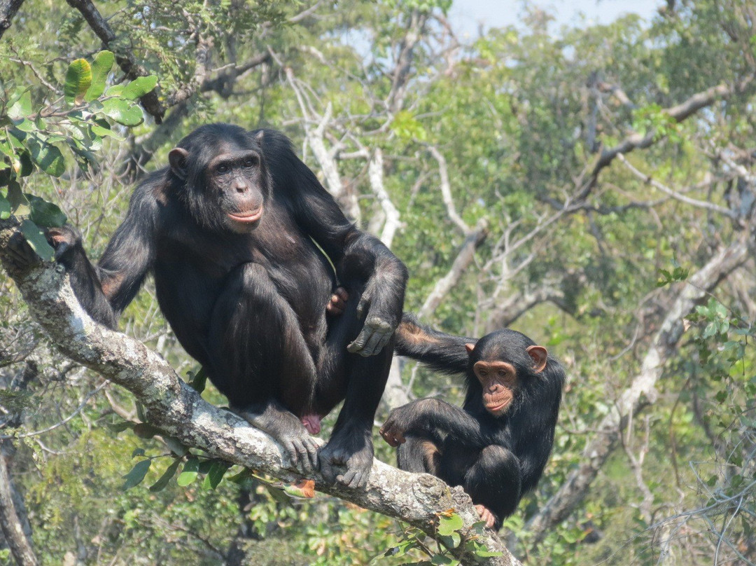 Chimfunshi Wildlife Orphanage-Chingola必去景点