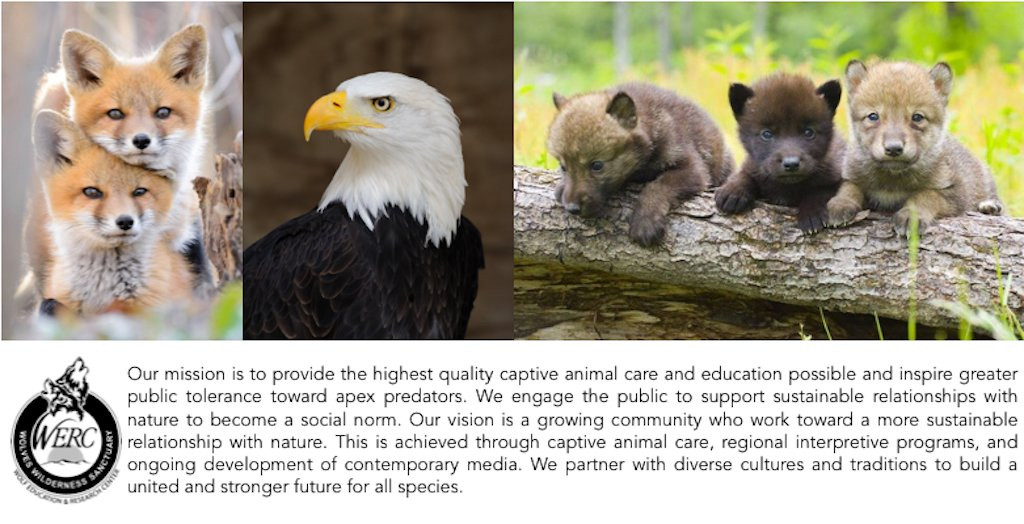 Wolf Education and Research Center-Winchester必去景点