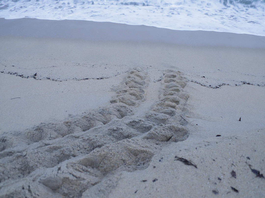 海龟出没 蓝色海洋屋久岛主图