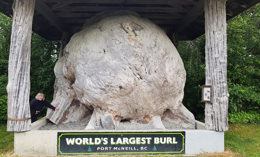 World 's largest Burl景点图片