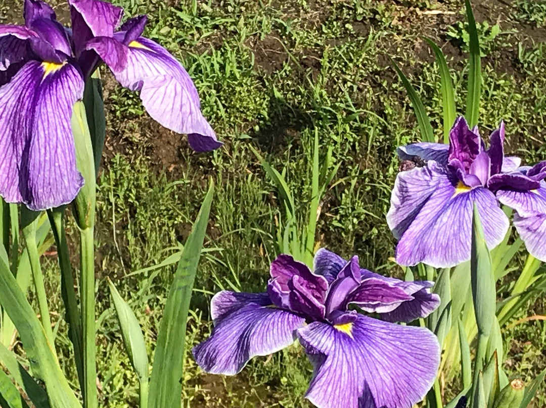 The Ushiku City Iris Garden-牛久市必去景点