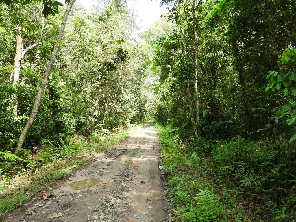 Hoollongapar Gibbon Sanctuary景点图片