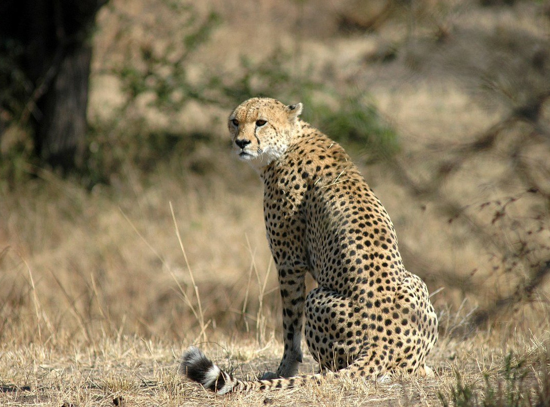 Napanda Tours and Safaris-阿鲁沙必去景点