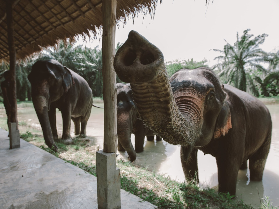 Krabi Elephant House Sanctuary景点图片