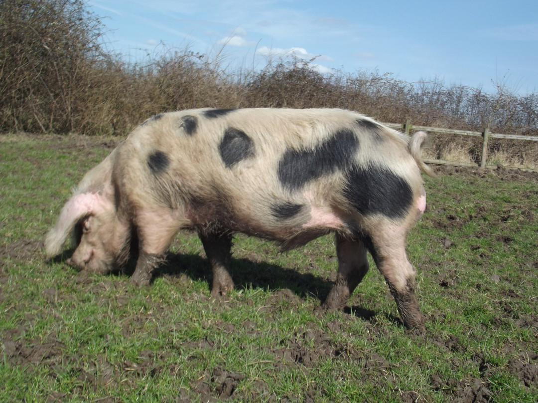 St Augustines Farm-Arlingham必去景点