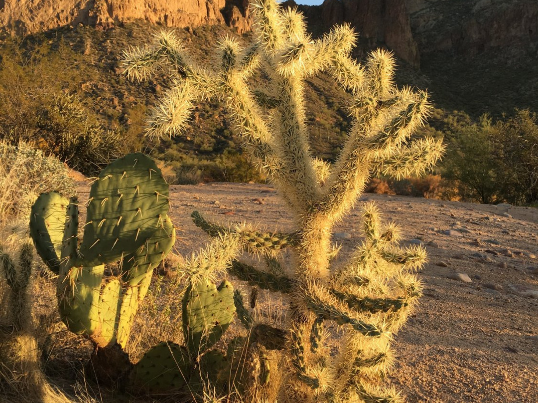 Gold Canyon ATV Rentals-Gold Canyon必去景点