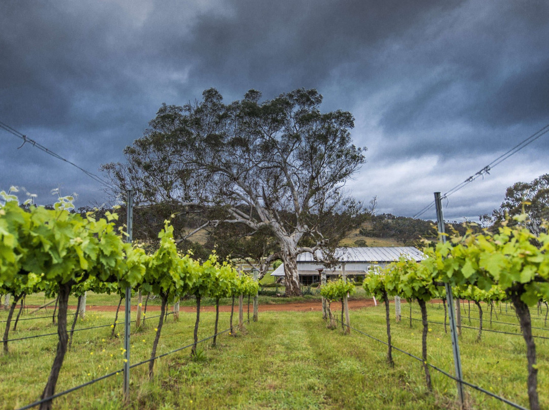 Mount Majura Vineyard景点图片