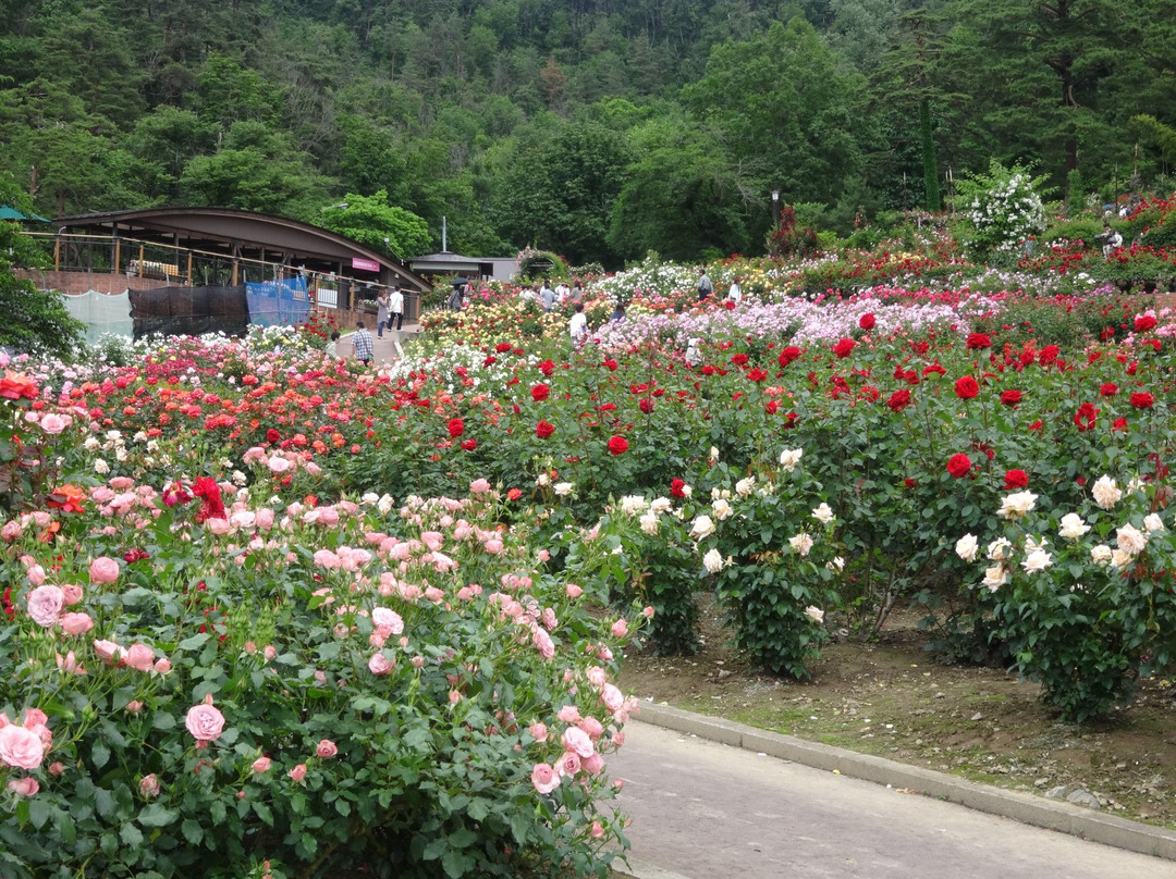 Higashizawa Rose Park景点图片