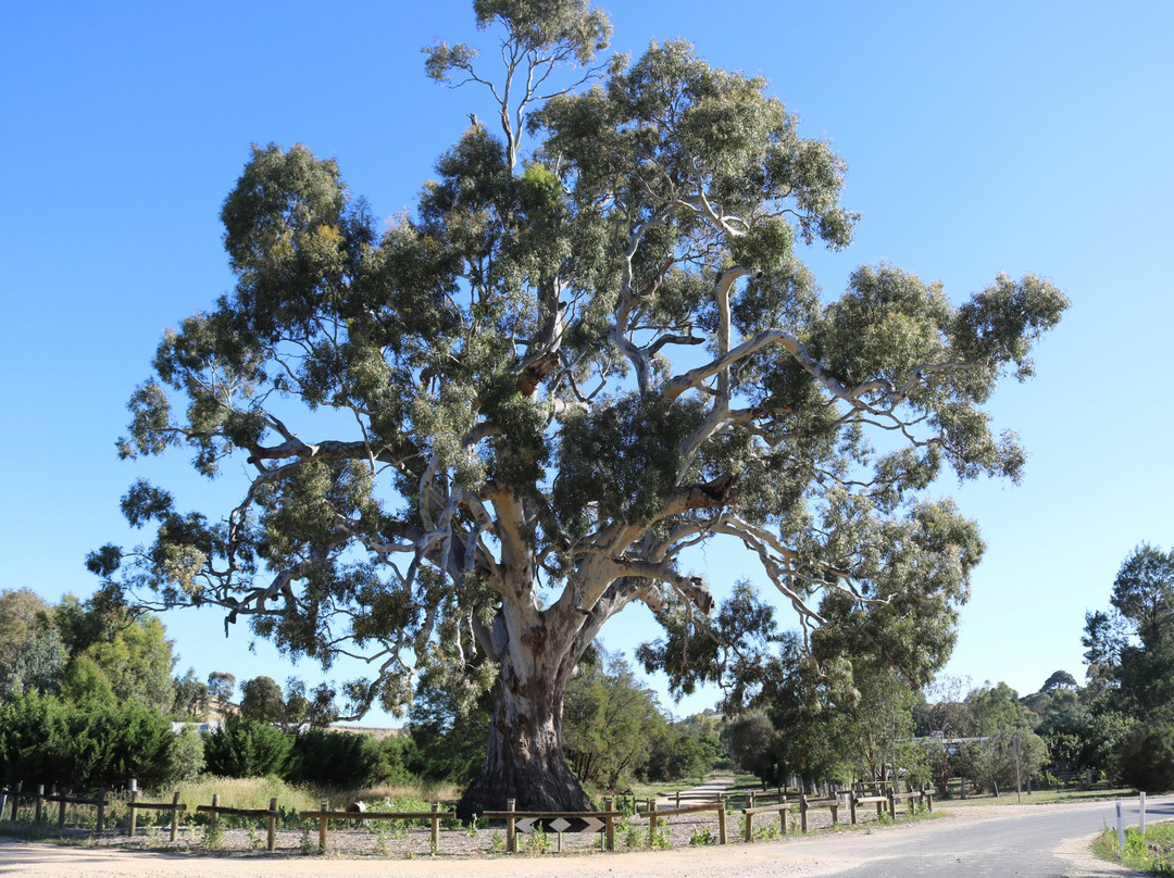 Big Tree-Guildford必去景点