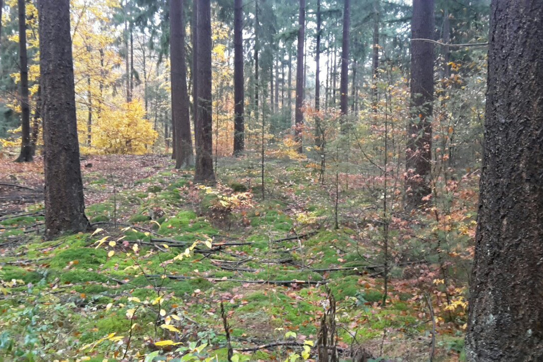 Hockenheim旅游攻略图片