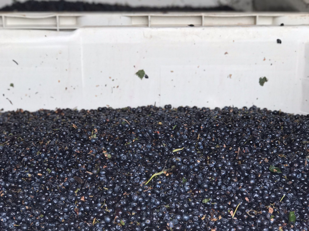 Bell Springs Winery & Brewery-Dripping Springs必去景点