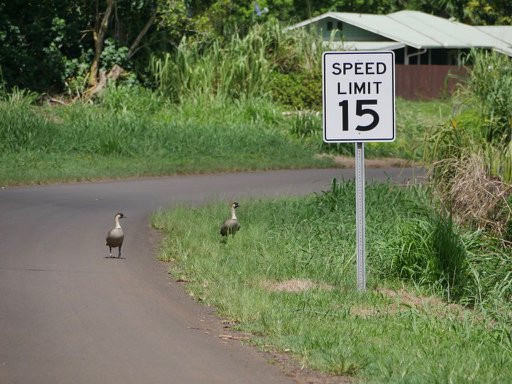 Hanalei National Wildlife Refuge-哈纳雷伊必去景点