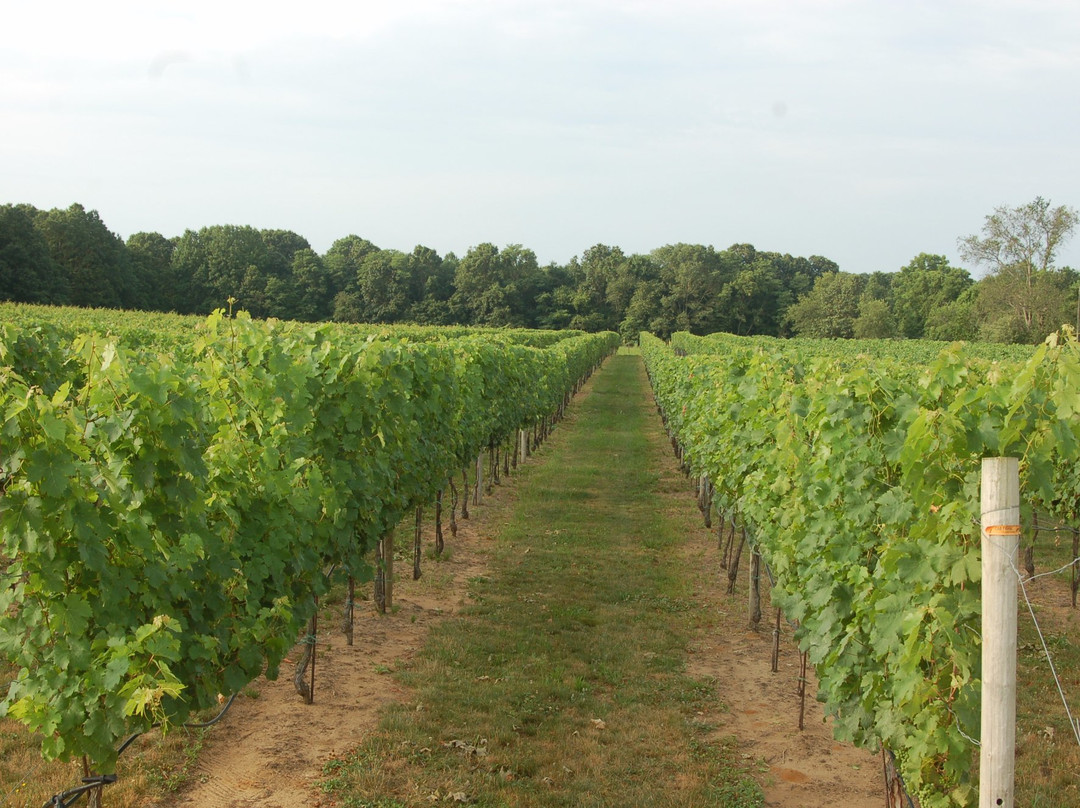 4JG's Orchards & Vineyards景点图片